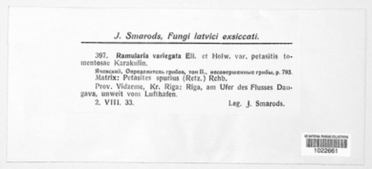 Ramularia variegata image
